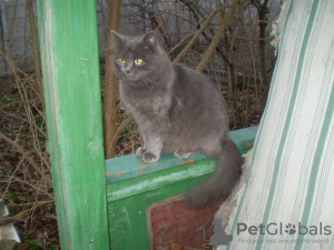 Photo №3. Sale of cats. Ukraine