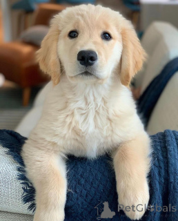 Photo №3. Beautiful Golden Retriever Puppies. Germany