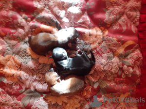 Photo №4. I will sell chihuahua in the city of Eagle. breeder - price - 1$