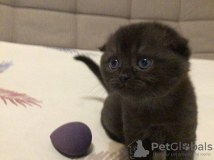 Photo №3. Scottish fold. Russian Federation