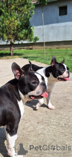 Photo №1. boston terrier - for sale in the city of Kikinda | Is free | Announcement № 107280