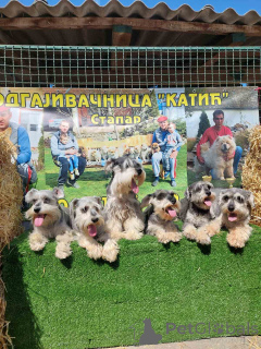 Photo №3. Miniature Schnauzers. Serbia