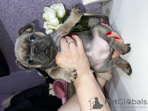 Photo №3. French bulldogs for sale. Kazakhstan