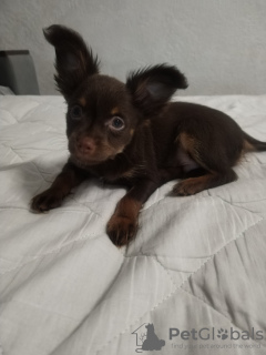 Photo №3. Russian Toy Longhair. Belarus