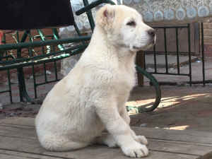 Photo №4. I will sell central asian shepherd dog in the city of Taganrog. private announcement - price - negotiated