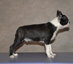 Additional photos: Boston terrier puppies for sale