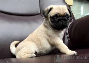 Photo №1. pug - for sale in the city of Kassel | 370$ | Announcement № 96062
