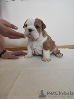 Photo №2 to announcement № 80774 for the sale of english bulldog - buy in Serbia breeder