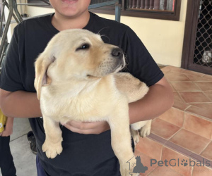 Photo №2 to announcement № 170566 for the sale of labrador retriever - buy in Estonia breeder