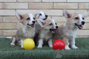 Additional photos: Welsh Corgi Pembroke puppies