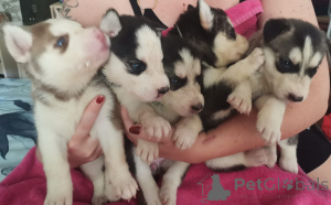 Photo №1. non-pedigree dogs - for sale in the city of Cali | Is free | Announcement № 157357