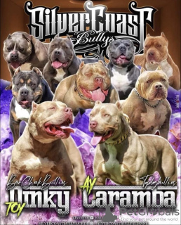 Additional photos: American Bully XL