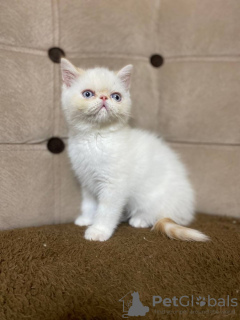 Photo №2 to announcement № 127681 for the sale of exotic shorthair - buy in Belgium private announcement, breeder