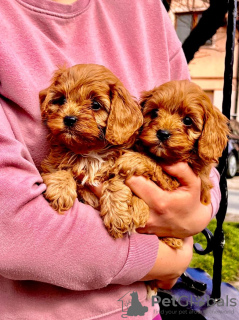 Photo №1. cavalier king charles spaniel - for sale in the city of Zrenjanin | negotiated | Announcement № 103851