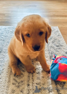 Photo №3. Golden Retriever-puppy's te koop. Belgium