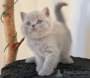 Photo №1. british shorthair - for sale in the city of Belgrade | 275$ | Announcement № 98348