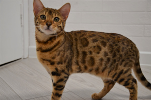 Photo №2 to announcement № 4869 for the sale of bengal cat - buy in Belarus private announcement, breeder