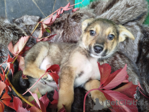 Photo №4. I will sell non-pedigree dogs in the city of Москва. from the shelter - price - Is free