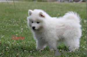 Photo №1. samoyed dog - for sale in the city of Tbilisi | negotiated | Announcement № 22331