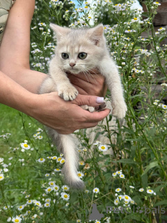 Photo №3. Scottish kittens. Belarus