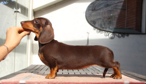 Photo №2 to announcement № 5726 for the sale of dachshund - buy in Italy breeder