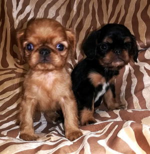 Photo №1. cavalier king charles spaniel - for sale in the city of St. Petersburg | 323$ | Announcement № 1549