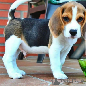 Photo №1. beagle - for sale in the city of Helsinki | negotiated | Announcement № 70019