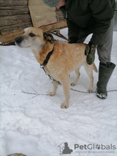 Photo №3. Nelson is looking for a home!. Russian Federation