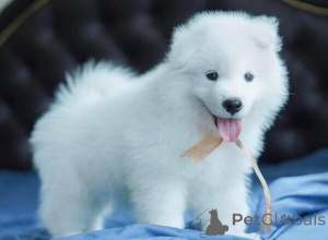 Photo №1. samoyed dog - for sale in the city of Antwerp | negotiated | Announcement № 169672