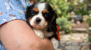 Photo №4. I will sell cavalier king charles spaniel in the city of Belgrade. breeder - price - negotiated