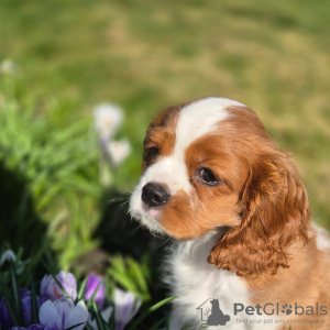 Photo №2 to announcement № 99131 for the sale of cavalier king charles spaniel - buy in Norway private announcement