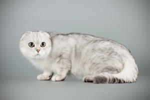 Photo №1. scottish fold - for sale in the city of Velikiy Novgorod | Negotiated | Announcement № 1429