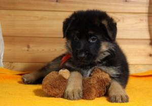 Photo №1. german shepherd - for sale in the city of Москва | 469$ | Announcement № 2191