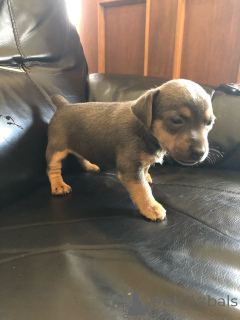 Photo №4. I will sell jack russell terrier in the city of Danderyd. private announcement, breeder - price - 877$