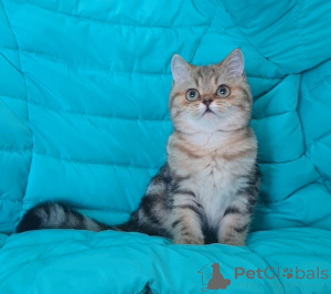 Photo №3. Scottish kittens with documents. Russian Federation