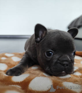 Photo №4. I will sell french bulldog in the city of Берлингероде. private announcement - price - 4706$
