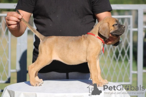 Additional photos: Cane Corso puppies