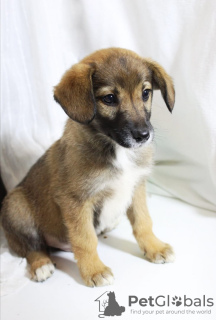 Additional photos: Strong, outgoing and friendly puppy Nastasya is looking for a home.