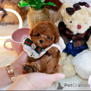Photo №3. Toy poodle puppy. United States