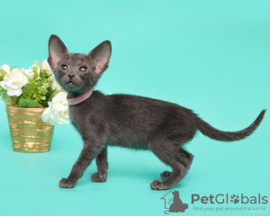 Photo №3. Oriental baby. Russian Federation