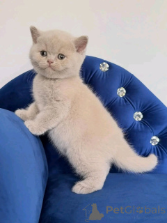 Photo №1. british shorthair - for sale in the city of Berlin | negotiated | Announcement № 169610