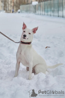 Photo №2 to announcement № 117578 for the sale of non-pedigree dogs - buy in Russian Federation private announcement