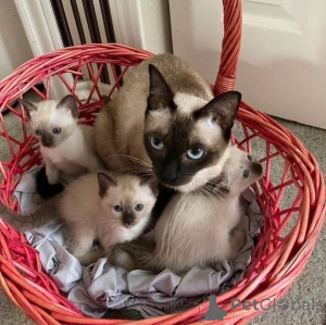 Photo №1. siamese cat - for sale in the city of Amsterdam | negotiated | Announcement № 167092