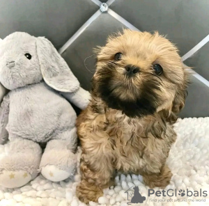 Photo №1. shih tzu - for sale in the city of Montreal | 500$ | Announcement № 103642