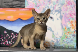 Photo №3. Abyssinian kittens. Belarus