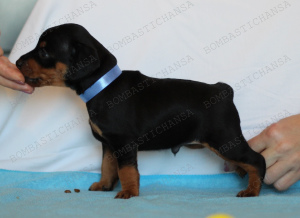 Photo №4. I will sell miniature pinscher in the city of Москва. private announcement - price - Negotiated