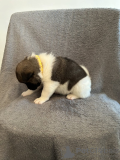 Photo №3. Amerikanische Akita-Welpen. Germany