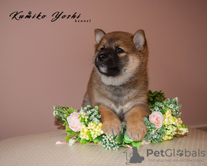 Photo №2 to announcement № 10349 for the sale of shiba inu - buy in Russian Federation from nursery