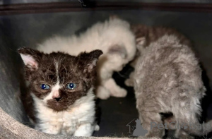 Photo №1. selkirk rex shorthair - for sale in the city of Lüneburg | 361$ | Announcement № 169564
