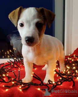 Additional photos: Jack Russell Terrier puppies